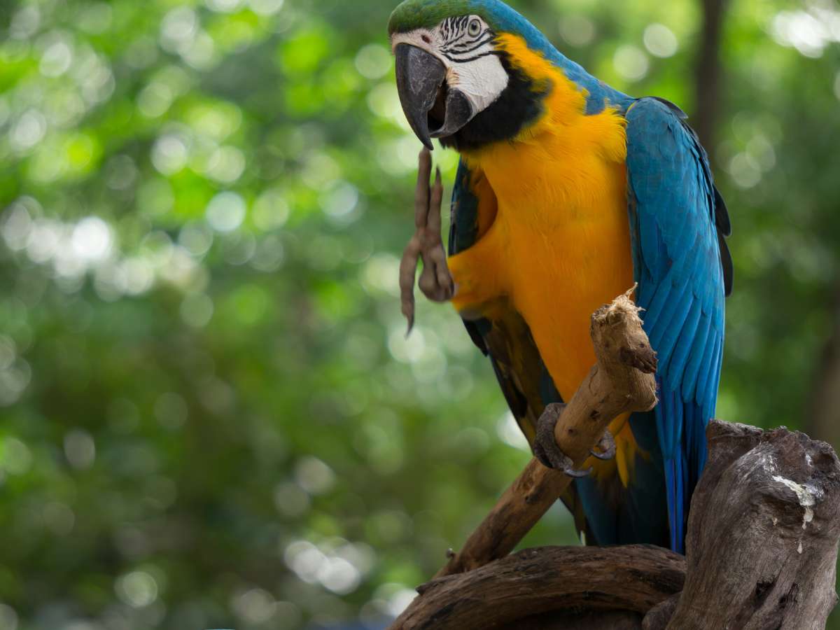 lugares turísticos de Iquitos